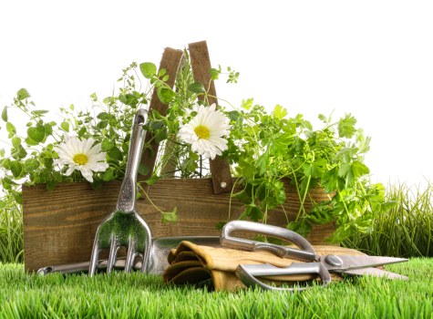 Healthy plants in a flourishing Staines garden